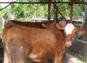 Tips dari Gus Adha untuk Mengatasi Wabah PMK pada Sapi