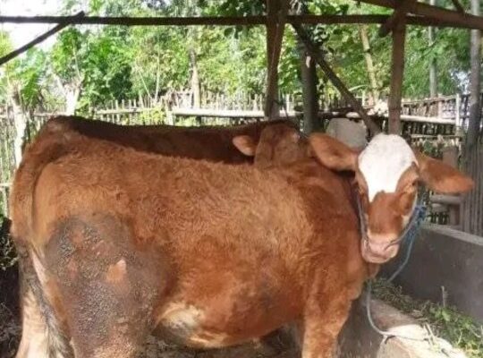 Tips dari Gus Adha untuk Mengatasi Wabah PMK pada Sapi