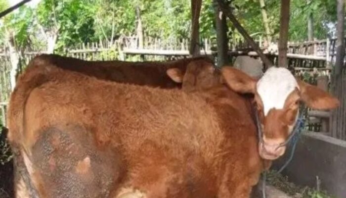 Tips dari Gus Adha untuk Mengatasi Wabah PMK pada Sapi