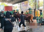Iduladha Masjid As-Saadah: Qurban, Solidaritas, dan Syiar