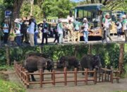 Antusiasme Memuncak di Roadshow Terakhir IAPVC 2025 di Taman Safari Prigen