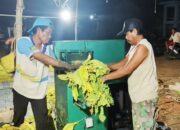 Panen Raya Tembakau di Pamekasan Tak Semanis Harapan