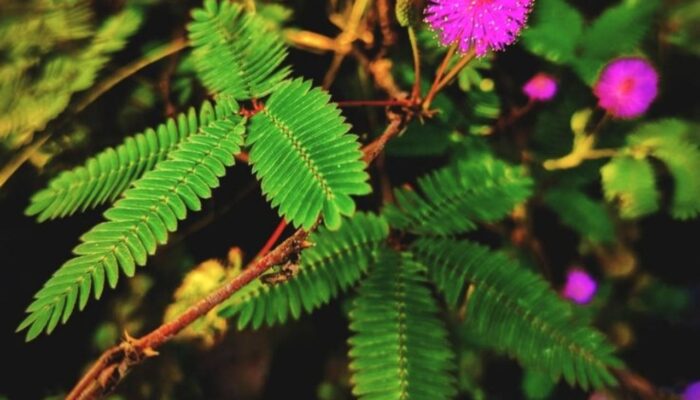 Rahasia Khasiat Putri Malu: Dari Tumbuhan Pemalu Jadi Obat Herbal
