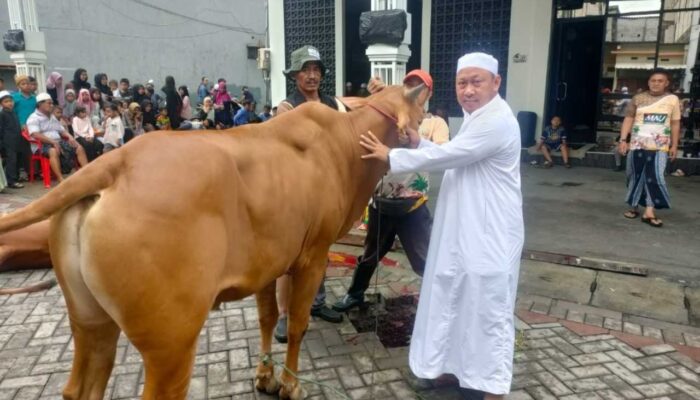 Idul Adha 2026, Majelis Ar-Rohimin Potong 6 Sapi dan 35 Kambing Kurban