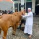 Idul Adha 2026, Majelis Ar-Rohimin Potong 6 Sapi dan 35 Kambing Kurban