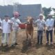 Ekspansi Pabrik PT MNJ Diiringi Kurban dan Sholawat Bersama Habib Syech