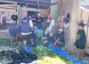 Inovasi “Jerami Padi Plus” UNAIR Tingkatkan Nutrisi Pakan Sapi Bali Petani Transmigran Manokwari