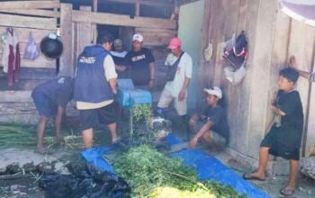 Inovasi “Jerami Padi Plus” UNAIR Tingkatkan Nutrisi Pakan Sapi Bali Petani Transmigran Manokwari