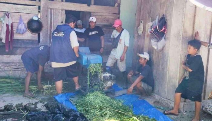 Inovasi “Jerami Padi Plus” UNAIR Tingkatkan Nutrisi Pakan Sapi Bali Petani Transmigran Manokwari