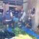 Inovasi “Jerami Padi Plus” UNAIR Tingkatkan Nutrisi Pakan Sapi Bali Petani Transmigran Manokwari