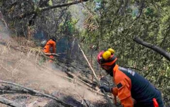 Kebakaran TNBTS Kembali Terjadi, Kemenhut Bentuk Tim Khusus Ungkap Penyebab