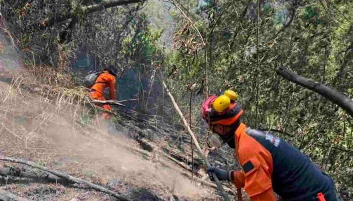Kebakaran TNBTS Kembali Terjadi, Kemenhut Bentuk Tim Khusus Ungkap Penyebab