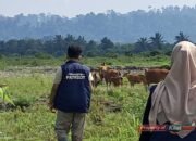 Tim Ekspedisi Patriot UNAIR Fokus Pantau Kesehatan dan Reproduksi Sapi di Manokwari