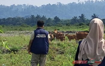 Tim Ekspedisi Patriot UNAIR Fokus Pantau Kesehatan dan Reproduksi Sapi di Manokwari