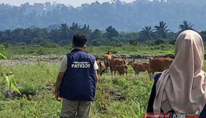 Tim Ekspedisi Patriot UNAIR Fokus Pantau Kesehatan dan Reproduksi Sapi di Manokwari