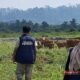 Tim Ekspedisi Patriot UNAIR Fokus Pantau Kesehatan dan Reproduksi Sapi di Manokwari
