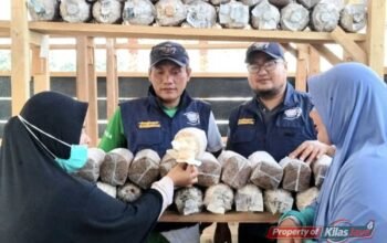 UNAIR Latih Warga Manokwari Olah Limbah Sawit Jadi Media Tanam Jamur Tiram